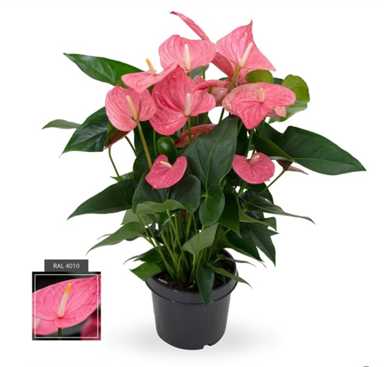Антуриум розовый декоративное растение