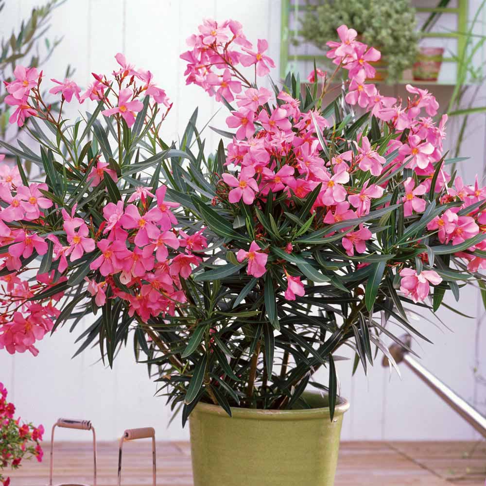 Олеандр (Nerium Oleander)