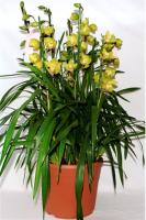 Орхидея Цимбидиум, 9 стволов