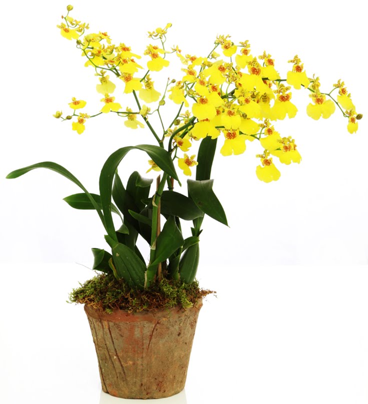 Орхидея Онцидиум – купить по отличной цене в интернет-магазине topcvetok.ru