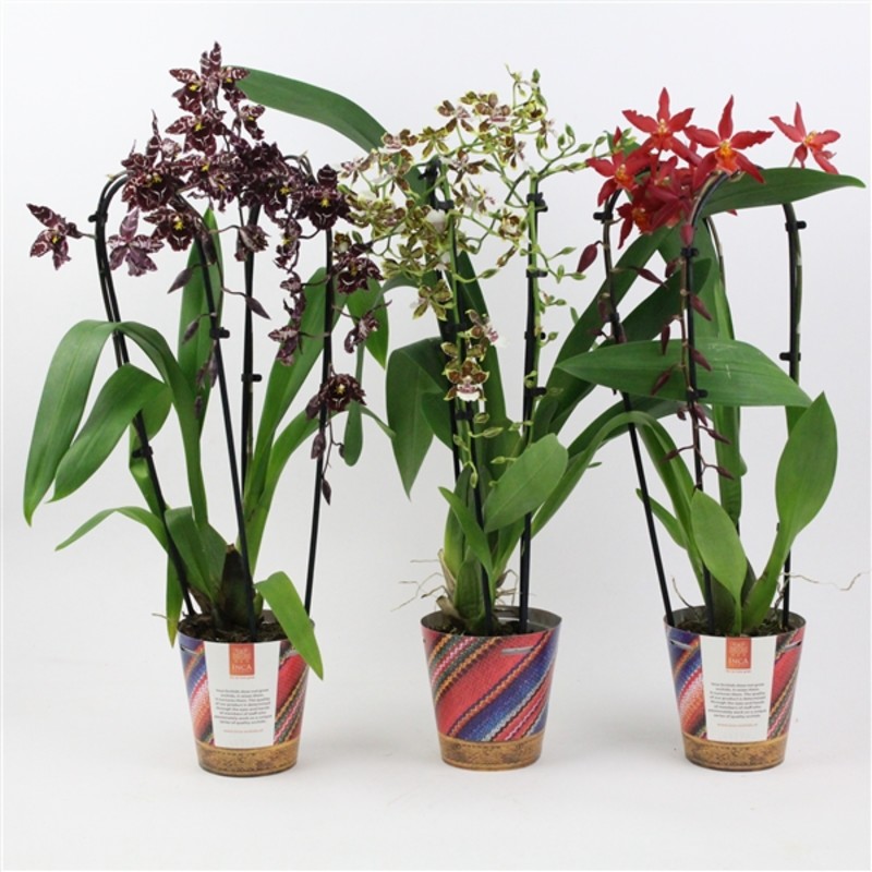 Уход за орхидеей камбрией в домашних условиях, фото видов и сортов