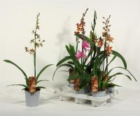 Орхидея Камбрия микс