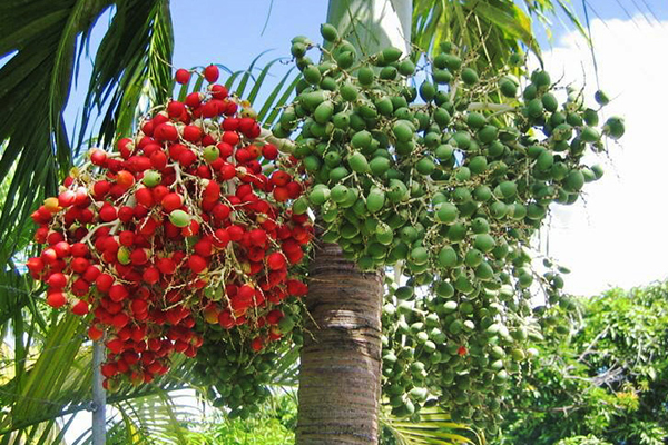 Персиковая пальма: описание растения, фото, характеристики, где и как растет