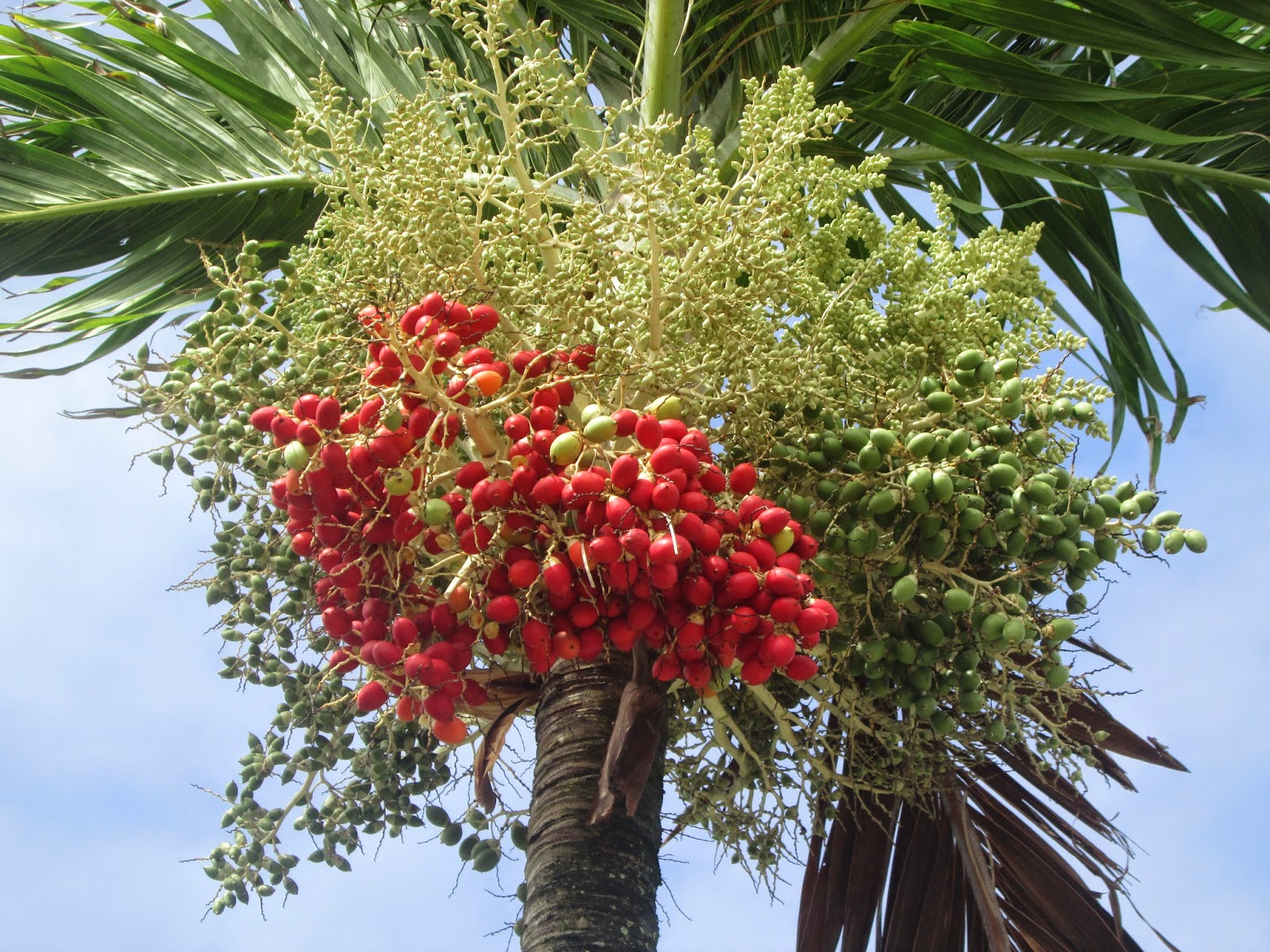 Фото персиковой пальмы