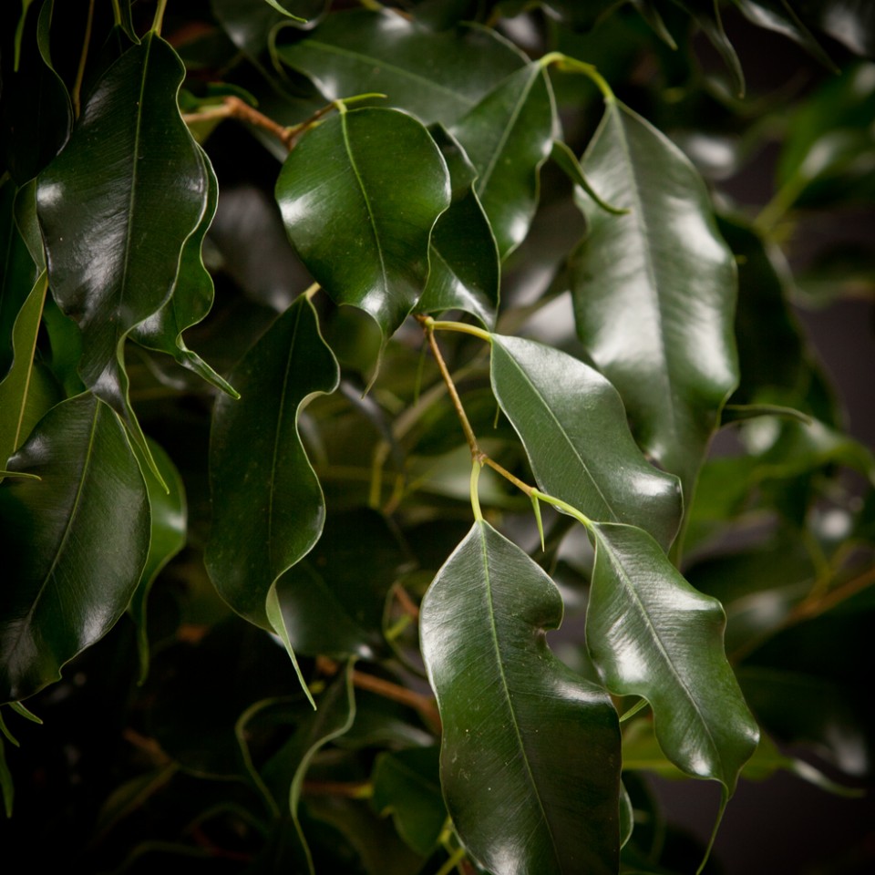 Фикус с крупными листьями фото