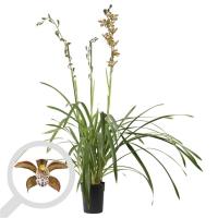 Орхидея Цимбидиум сортовая