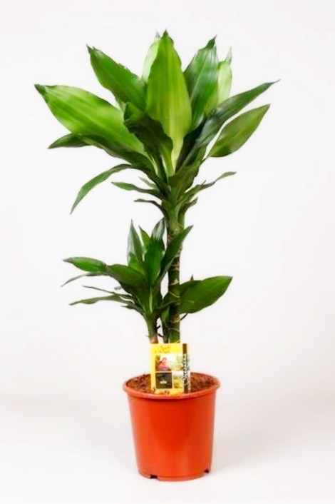 Комнатное Растение Цена Фото