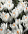 КРОКУС CROCUS JEANNE D'ARC 10шт