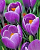 КРОКУС CROCUS REMEMBRANCE 10шт