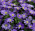АНЕМОНА BLANDA BLUE SHADE 15шт