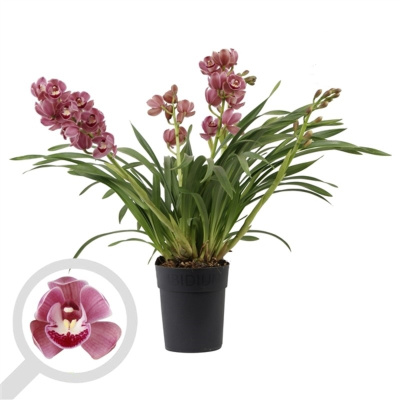 Орхидея Цимбидиум, 3-4 ствола
