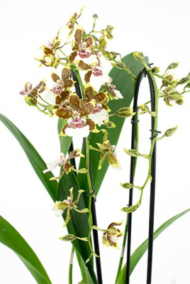 Орхидея Колманара Тропические джунгли