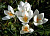 КРОКУС CROCUS MISS VAIN 20шт